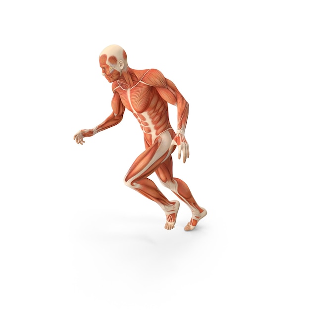 Illustration anatomique des muscles et du squelette humains dans la pose de course