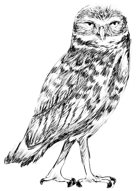 Illustration d'un animal à l'arrière-plan transparent