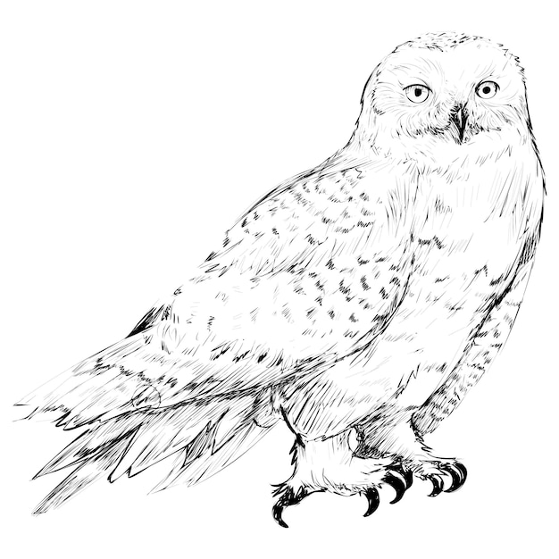 Illustration d'un animal à l'arrière-plan transparent