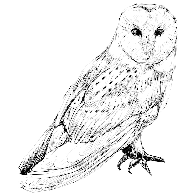 Illustration d'un animal à l'arrière-plan transparent