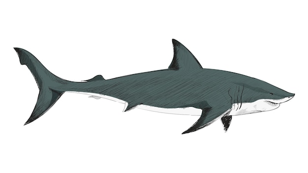 Illustration d'un animal du grand requin blanc à fond transparent