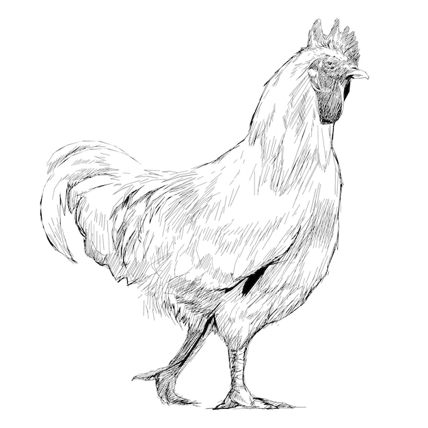 Illustration d'animal en forme de poule en png à fond transparent
