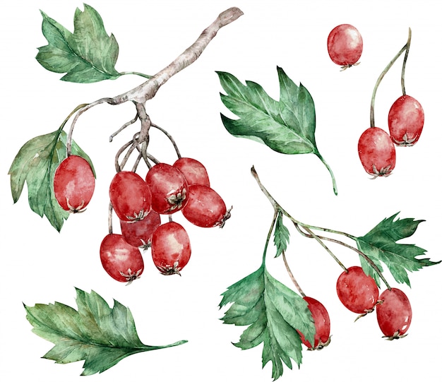 Illustration aquarelle de baies rouges d'aubépine et de feuilles vertes sur les branches. L'art botanique. Clipart dessiné à la main.