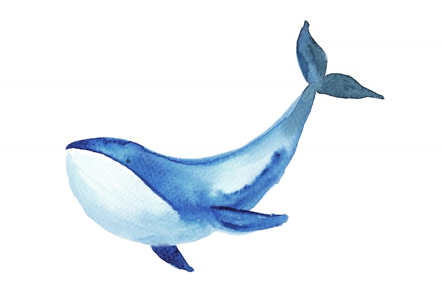 Photo illustration aquarelle de baleine.