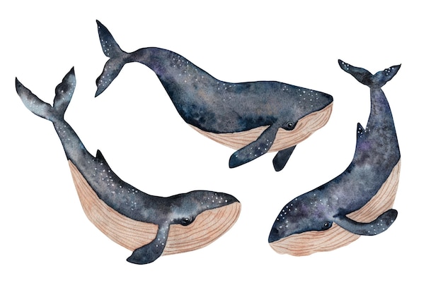 Illustration à l'aquarelle de baleines isolée sur fond blanc