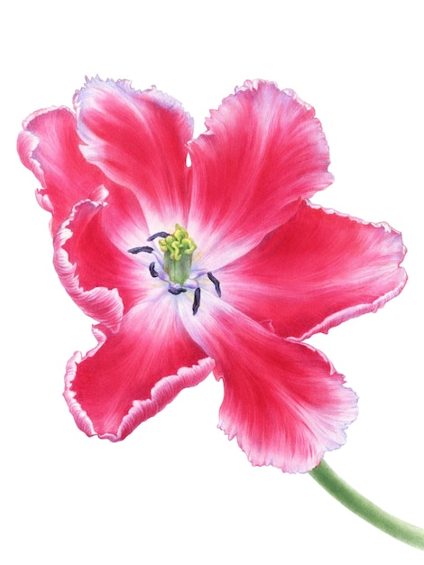 Illustration aquarelle botanique dessinée à la main de fleur de tulipe rose