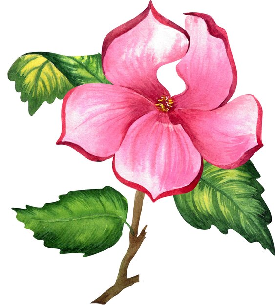 Illustration aquarelle botanique de fleurs de magnolia