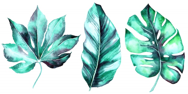 illustration aquarelle botanique jungle de feuilles de monstera