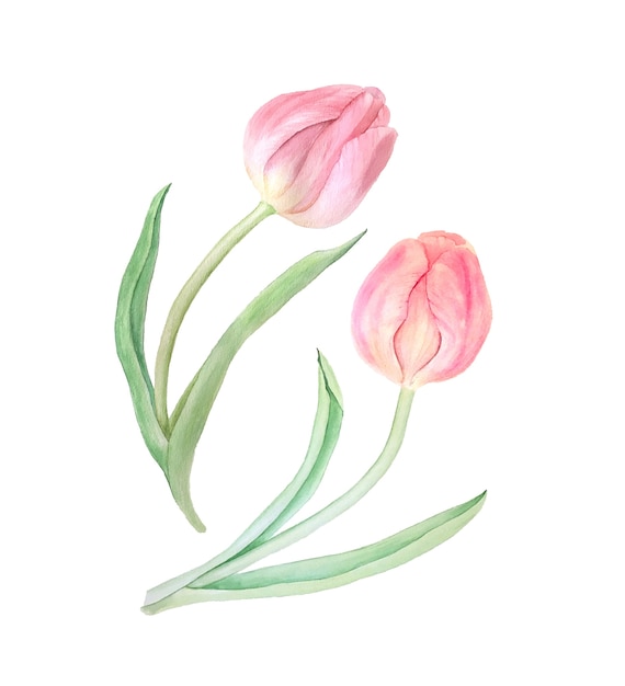 Illustration aquarelle botanique de tulipes roses. Collection vintage