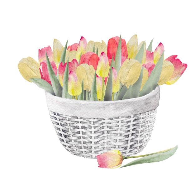 Illustration à l'aquarelle d'un bouquet de tulipes colorées dans un panier Bouquet de tulips faits à la main