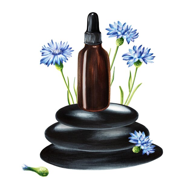 Illustration à l'aquarelle avec une bouteille de verre de sérum sur une pyramide de pierres zen avec des fleurs de maïs Isolat