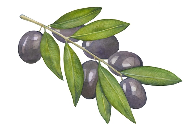 Illustration aquarelle d'une branche d'olivier avec des feuilles et des baies Dessiné à la main Isolé