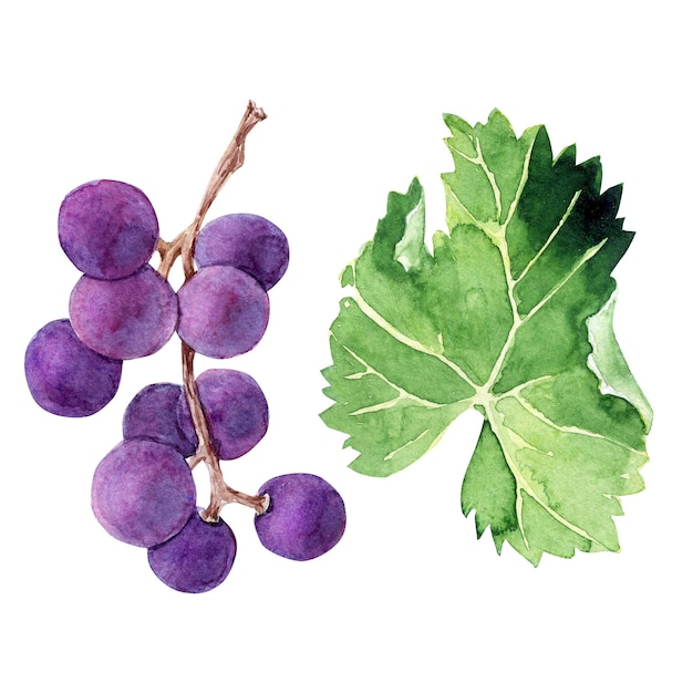 Illustration à l'aquarelle avec des branches de brosses à raisin et des feuilles de divers cépages