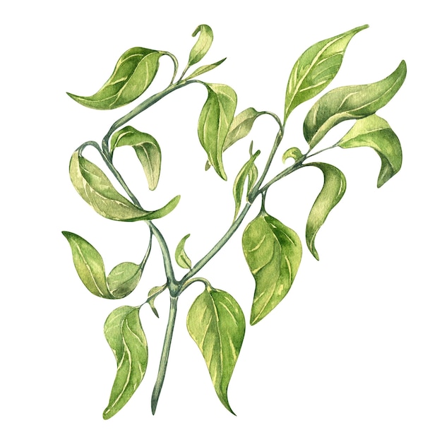 Illustration aquarelle de buisson de piment rouge piment isolé sur fond blanc