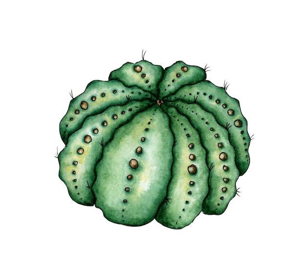 Illustration à l'aquarelle d'un cactus vert avec des boutons C'est parfait pour les bannières d'affiches de cartes postales