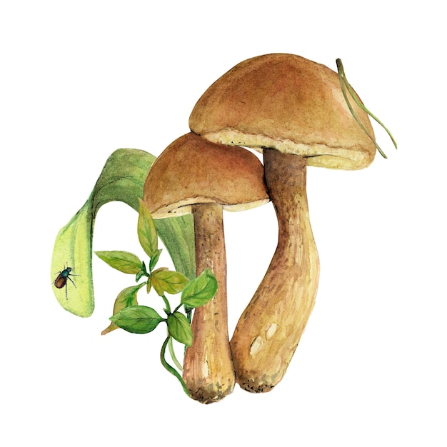 Photo illustration à l'aquarelle d'un champignon un bolet avec des portées et une casquette brune