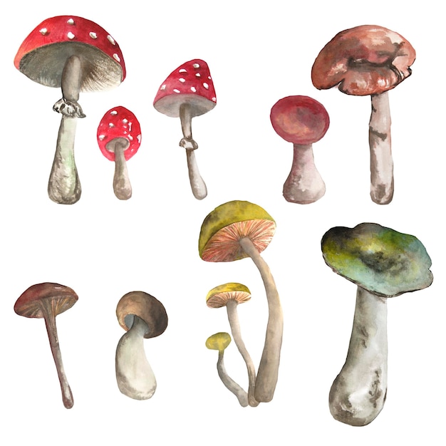 Illustration à l'aquarelle avec des champignons sur fond blanc. Raster Peut être utilisé comme élément pour