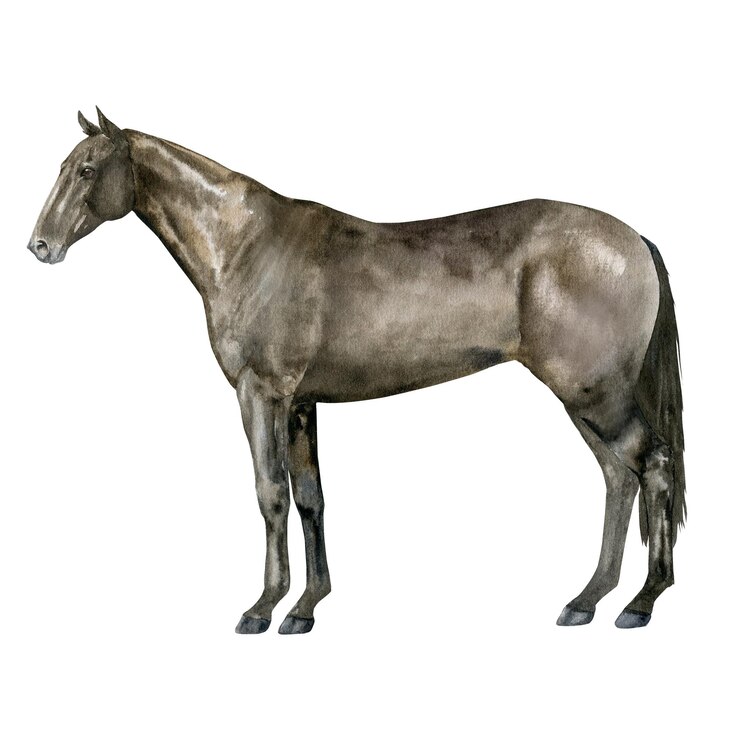 Photo illustration à l'aquarelle d'un cheval de baie pur-sang anglais debout isolé pour des impressions sur le thème de l'équitation des courses de chevaux de sports équestres