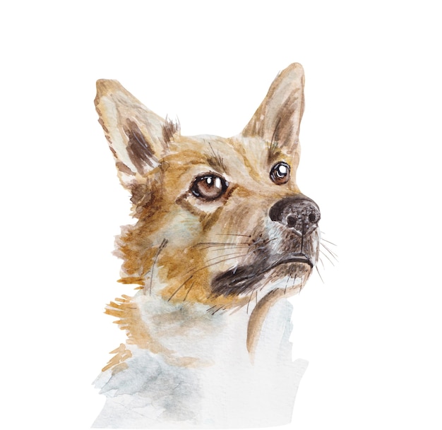 Illustration aquarelle de chien de berger de race mixte isolé sur blanc