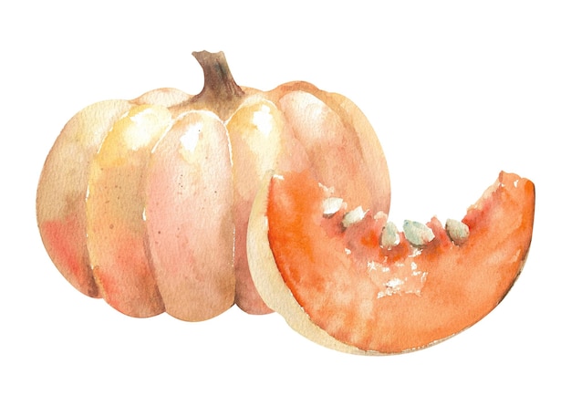 Illustration à l'aquarelle d'une citrouille entière et d'une tranche avec des graines isolées sur un fond blanc