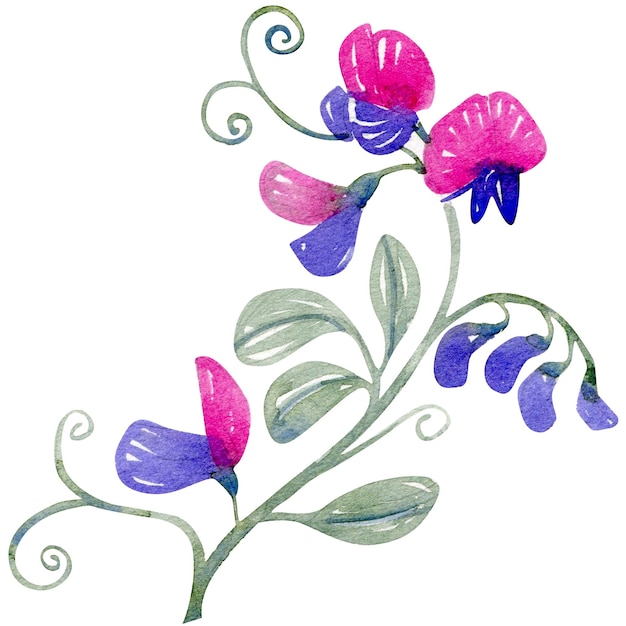 Illustration à l'aquarelle d'un croquis de fleur isolé sur fond blanc