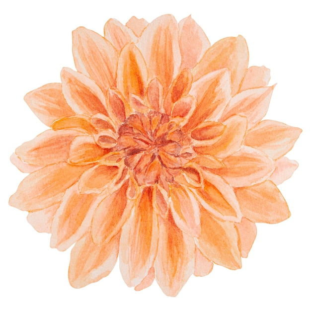 Illustration aquarelle dahlia orange dessiné à la main peinture botanique croquis floral fleur colorée cl