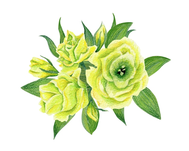 Illustration aquarelle dessinée à la main d'eustoma jaune isolé. Élément de design pour les invitations et les tissus