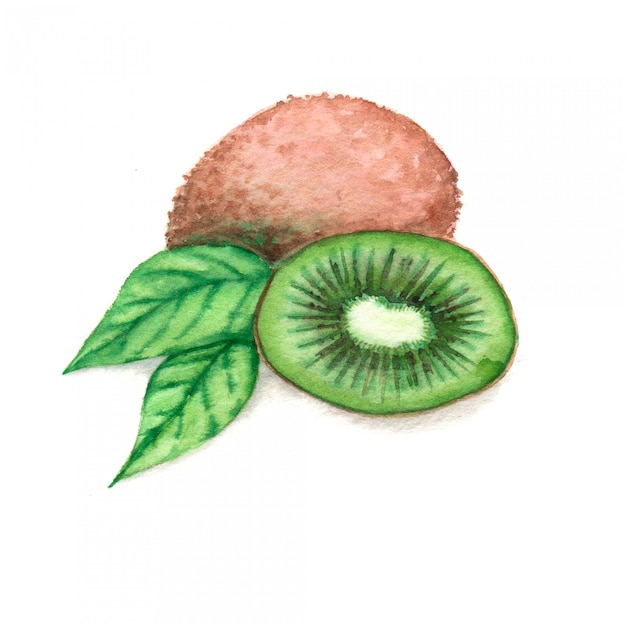 Photo illustration aquarelle dessinée à la main de kiwis isolés