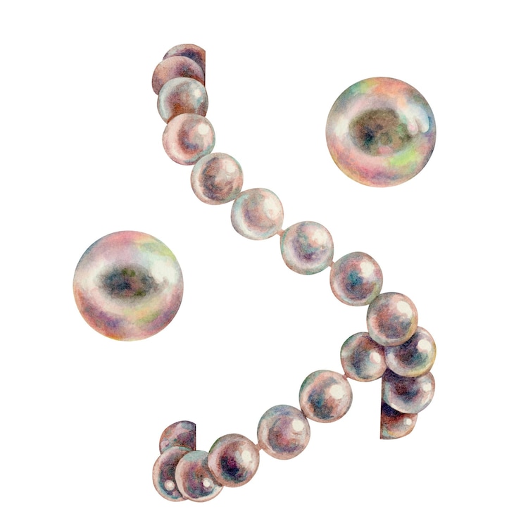 Photo illustration aquarelle dessinée à la main de perles de mer perles chapelet colliers de perles