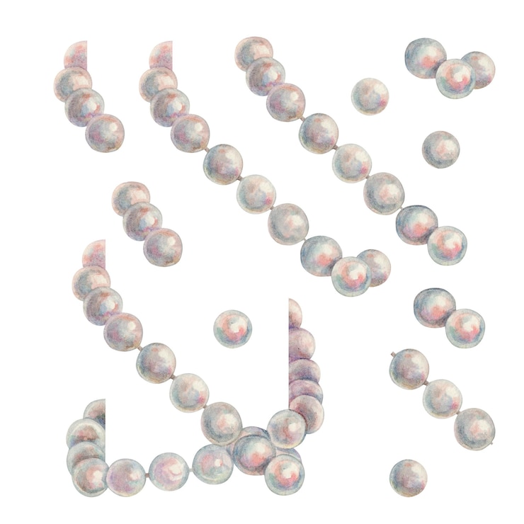 Photo illustration aquarelle dessinée à la main de perles de mer perles chapelet colliers de perles