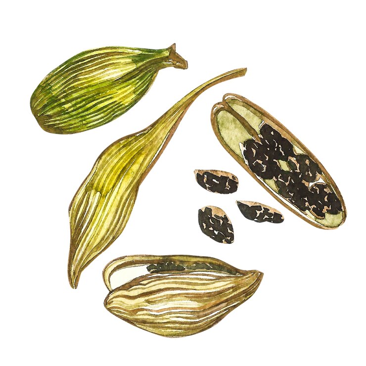 Illustration aquarelle dessinée à la main de plante de cardamome d'épices.