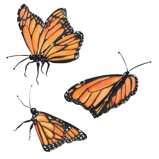 Illustration à l'aquarelle dessinée à la main trois papillons monarques pour n'importe quelle œuvre de conception