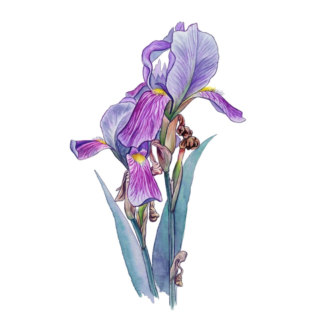 Illustration aquarelle de deux iris violets