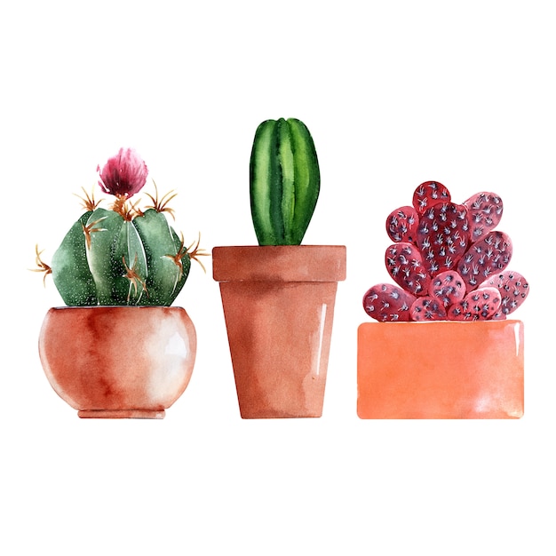 Illustration aquarelle avec différents types de cactus dans des pots colorés