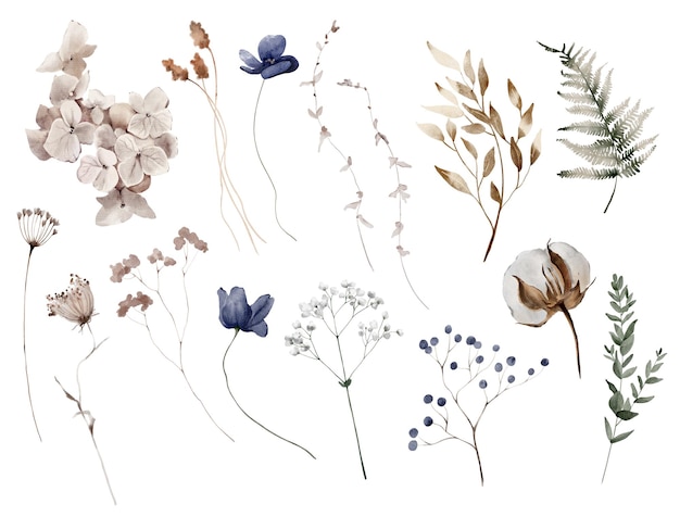 Illustration à l'aquarelle Éléments floraux Anémones Roses et herbes séchées