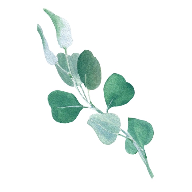 Photo illustration aquarelle d'eucalyptus de branche isolée sur fond blanc pour votre décor fleur de mariage