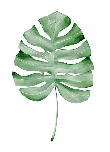 Illustration aquarelle avec feuille de monstera Plante tropicale Clipart dessiné à la main isolé sur blanc