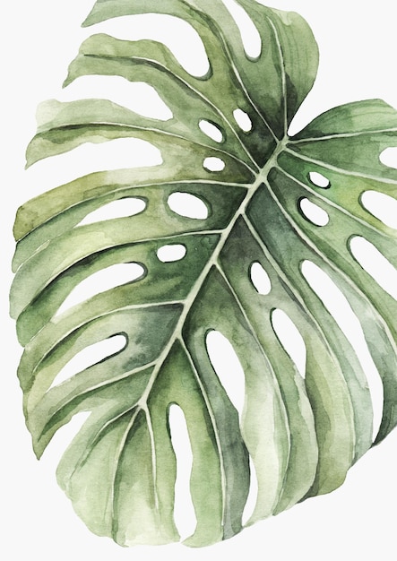 Photo illustration aquarelle de feuille de monstera