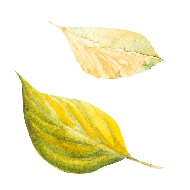 Illustration à l'aquarelle de feuilles d'automne colorées Dessinées à la main