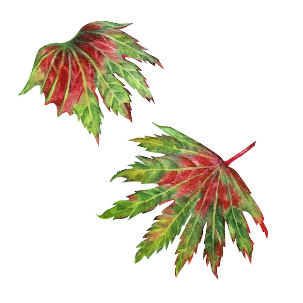 Illustration aquarelle de feuilles d'érable japonaises d'automne