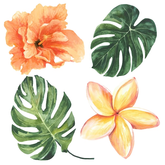 Photo illustration aquarelle de feuilles de monstera et fleur d'hibiscus isolé sur fond blanc