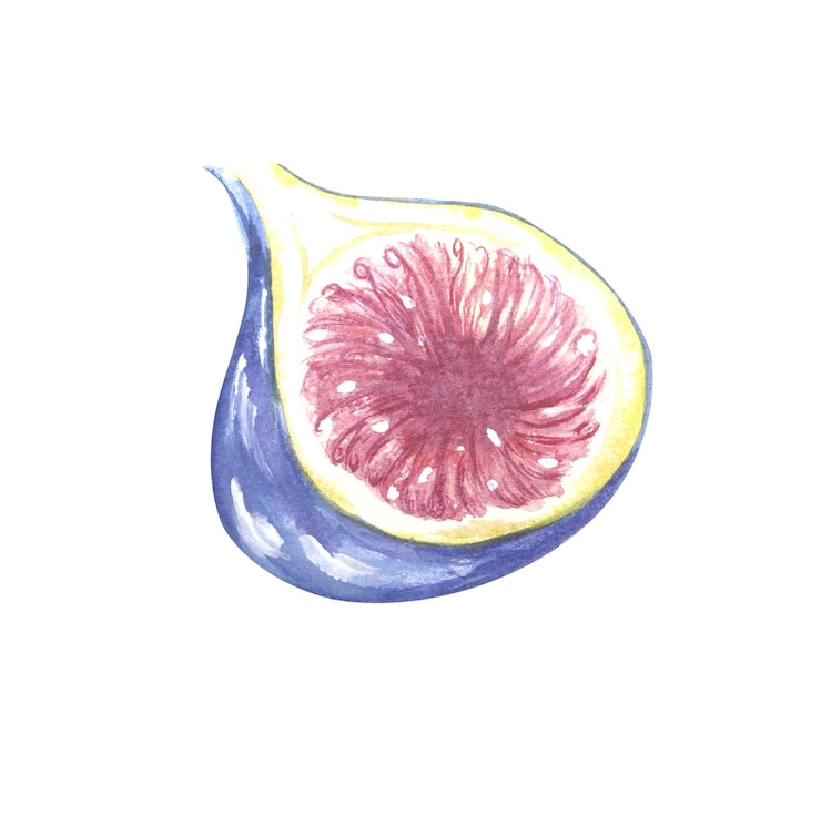 Photo illustration à l'aquarelle d'une figue dans une coupe sur fond blanc. raster peut être utilisé comme élément