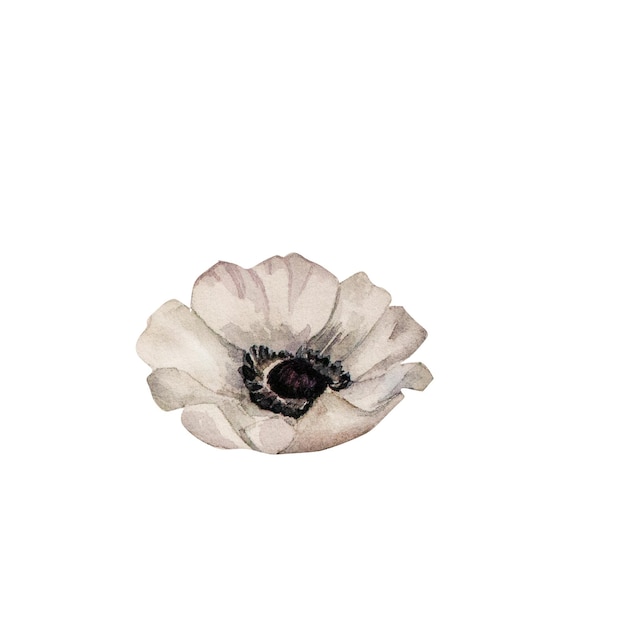 Illustration aquarelle de fleur d'anémone blanche Fleur rose peinte à la main isolée sur fond blanc Pour la conception d'invitations de cartes de voeux