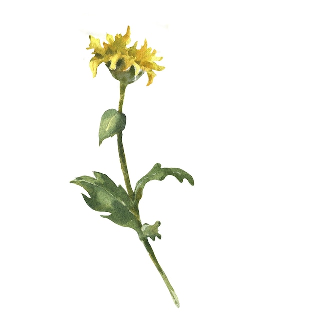 Illustration à l'aquarelle d'une fleur de chrysanthème jaune peinte à la main