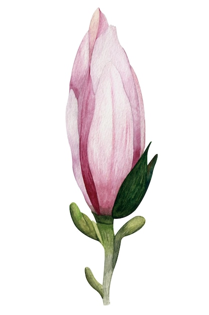 Illustration aquarelle de fleur de magnolia violet rose avec des feuilles