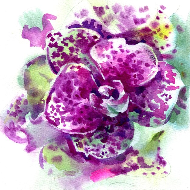 Illustration à l'aquarelle d'une fleur d'orchidée phalaenopsis isolée sur un fond blanc