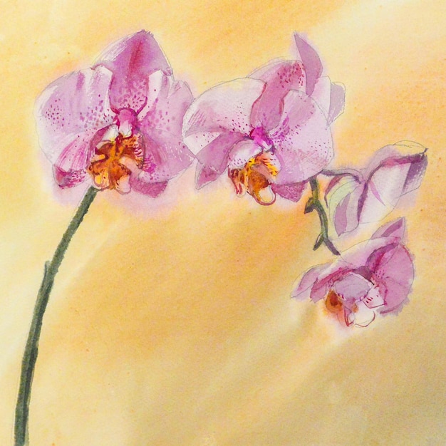 Photo illustration à l'aquarelle d'une fleur d'orchidée phalaenopsis rose