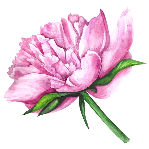 Illustration aquarelle de fleur de pivoine rose isolé sur fond blanc