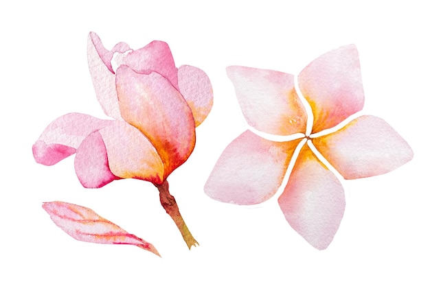 Illustration aquarelle de fleur de plumeria hawaïenne Dessin de plumeria à l'aquarelle