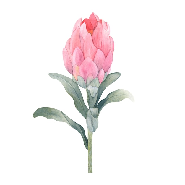 Illustration aquarelle de fleur de protéa délicate isolée sur fond blanc